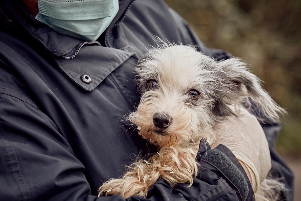Dog in a persons arms
