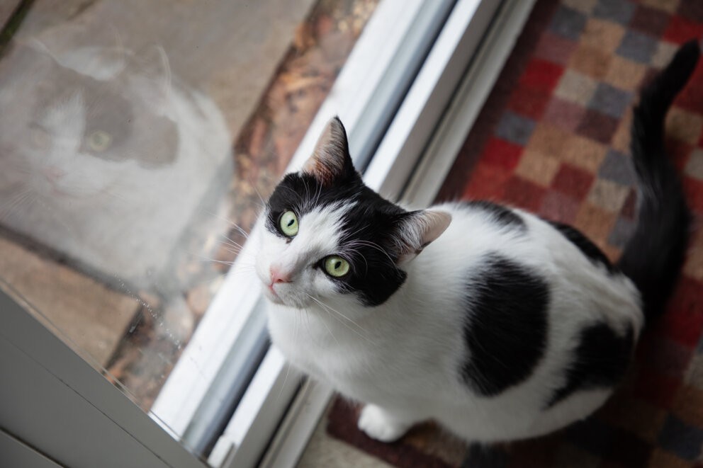 Cat sat on a doormat