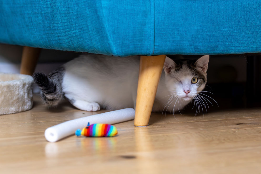 Cat hiding under a sofa
