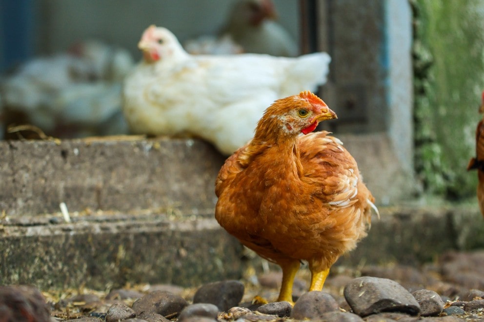 Chickens free roaming