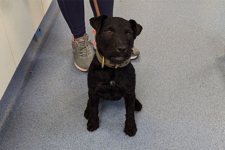 Doris, a black terrier cross, sitting in a vets waiting room.