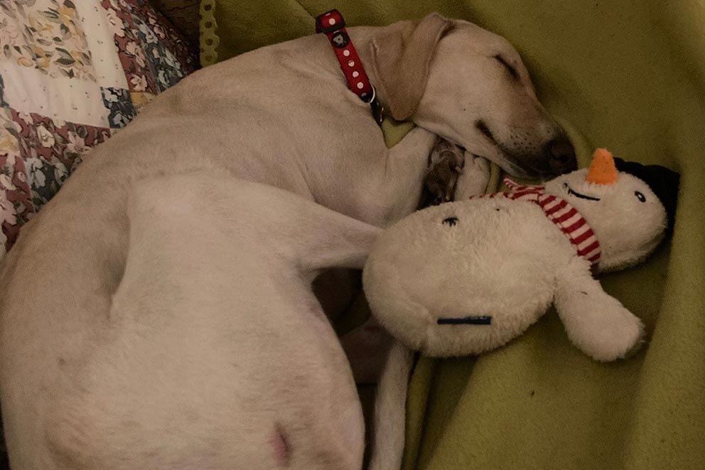 Peanut's happy ever after