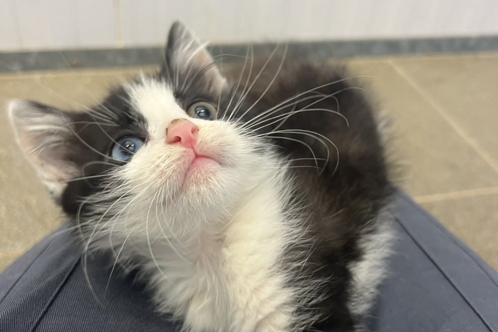 Scruff in our care looking better
