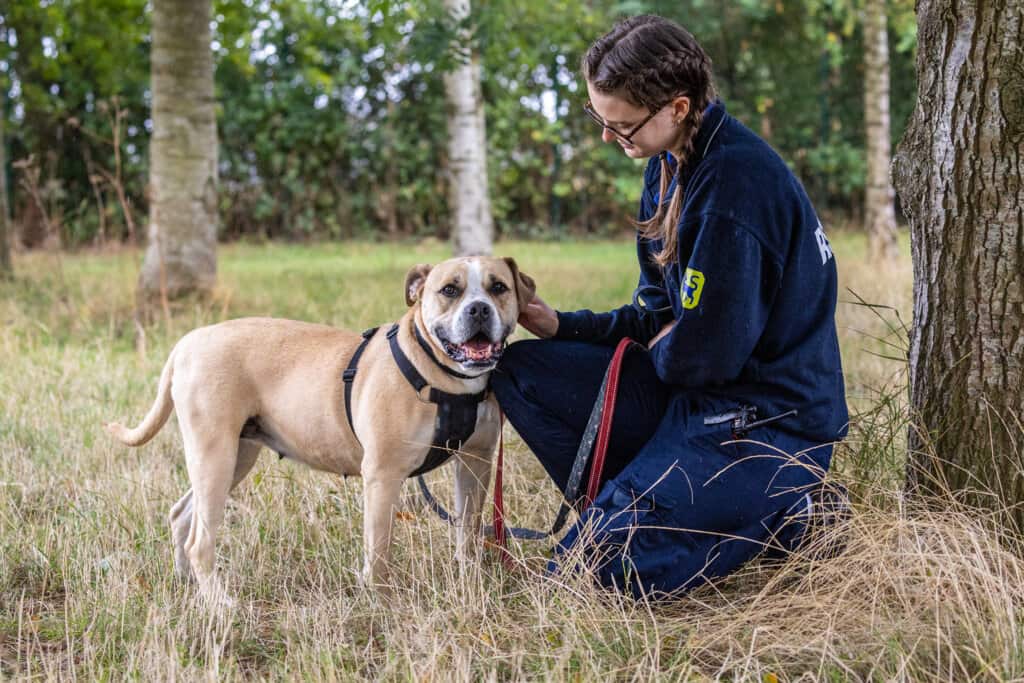 An RSPCA employee wearing a navy blue fleece kneeling next to and petting a brown and white dog.
