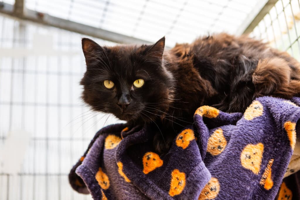 A black and brown long-haired cat sitting on a navy blanket with an orange teddy bear print.