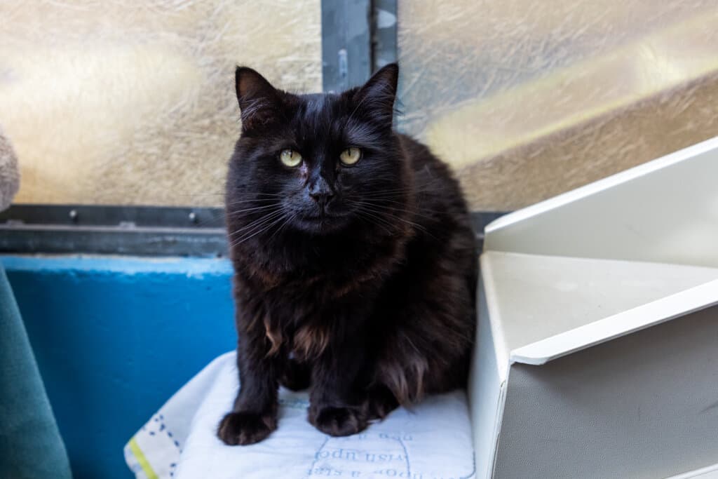 A black cat with yellow eyes sitting on a white towel covered worktop.