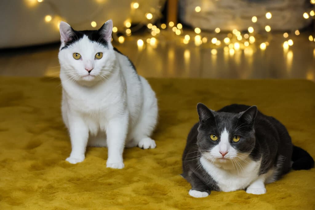 A white cat with black patches on their head sitting down on a wooden floor; a black cat with white patches laying down next to them.