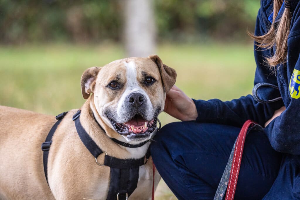 An RSPCA employee wearing a navy blue fleece kneeling next to and petting a brown and white dog.