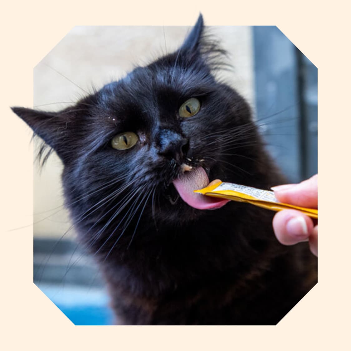 A black cat feeding on their squeeze-up cat treat.