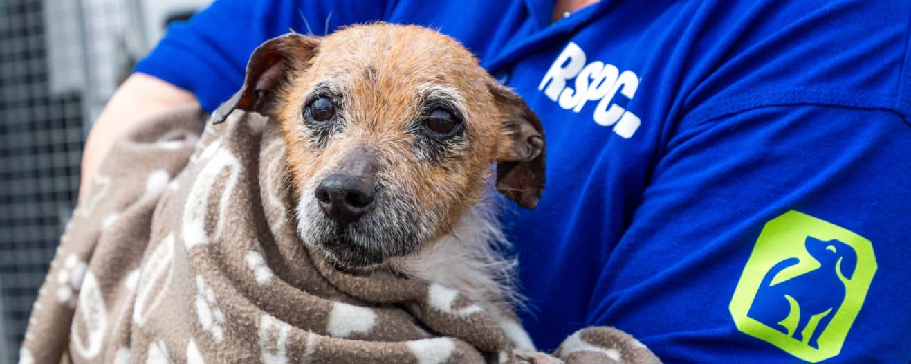 An RSPCA staff member holding a small wiry-haired terrier wrapped in a blanket.