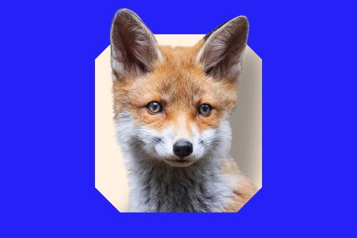 A fox portrait on a blue background.