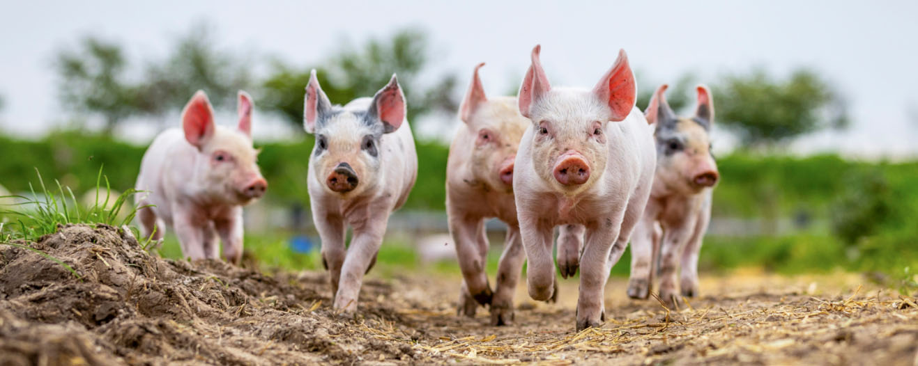 Five piglets running through a muddy field.