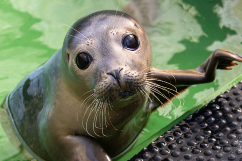 A grey seal with large, shiny black eyes.