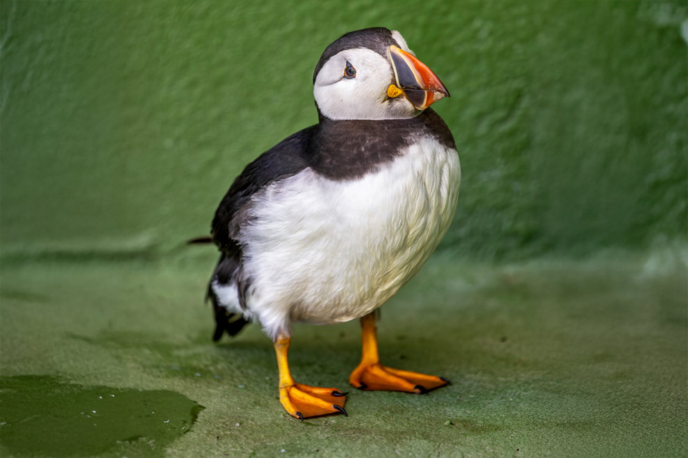 A puffin standing on a green background.