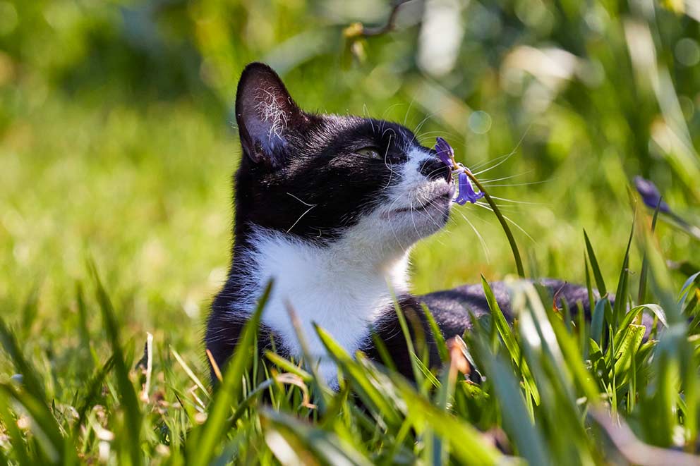 A black and white cat laying down in the grass while sniffing flowers.