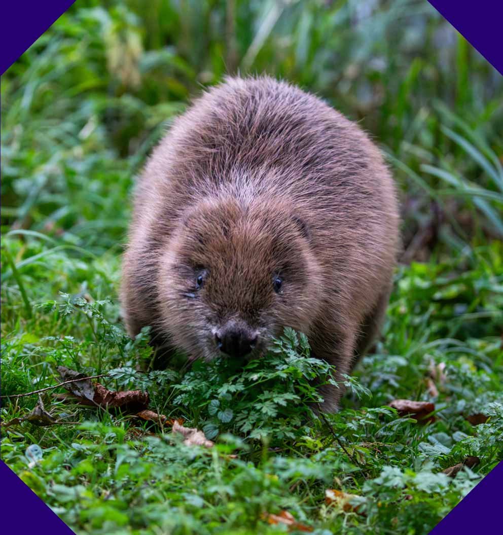 A beaver walking through moss and grass.