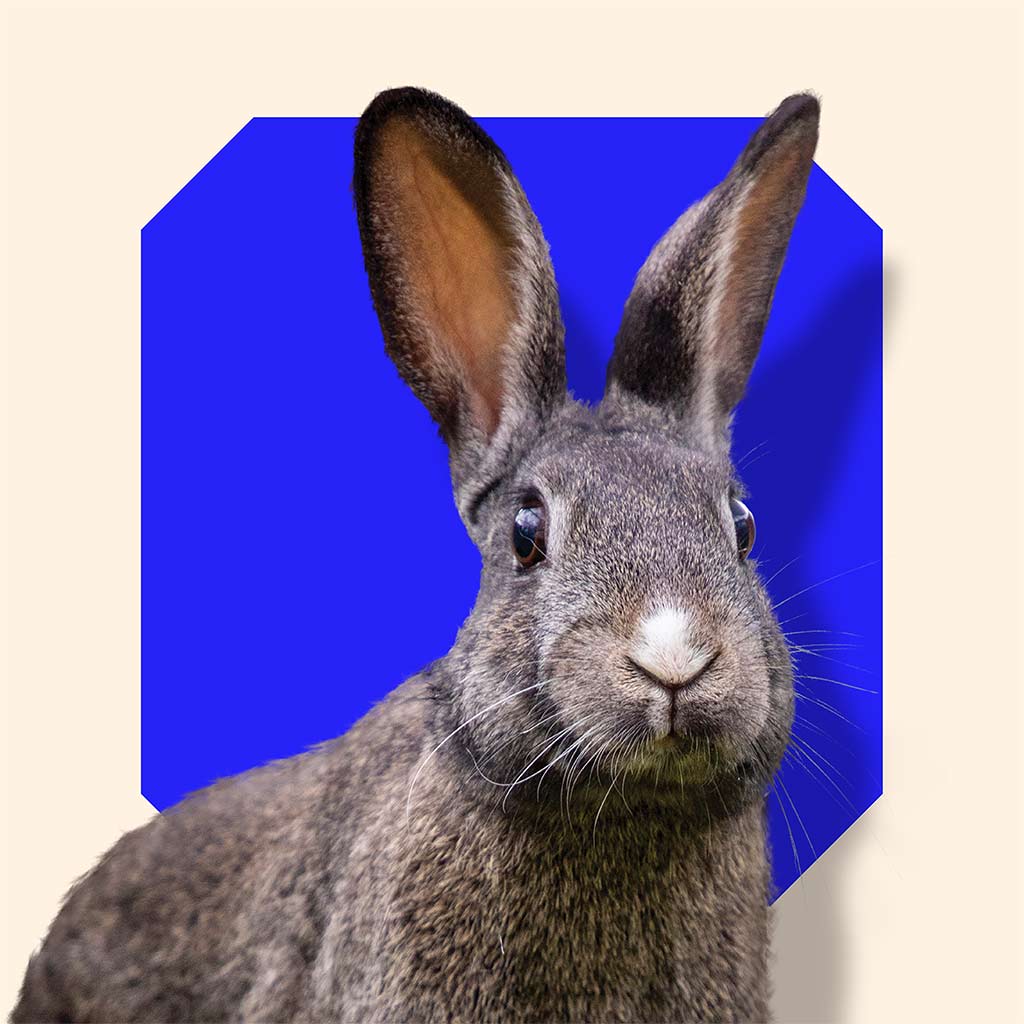 A grey rabbit with pointy ears.