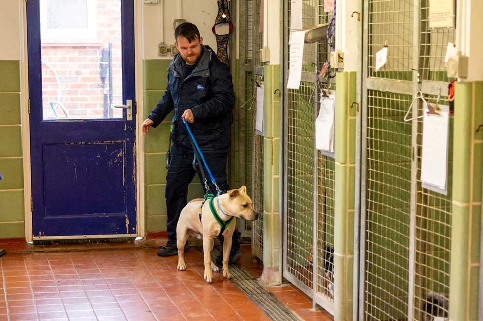 An RSPCA staff member holding the lead of a dog with light fur walking through kennels.