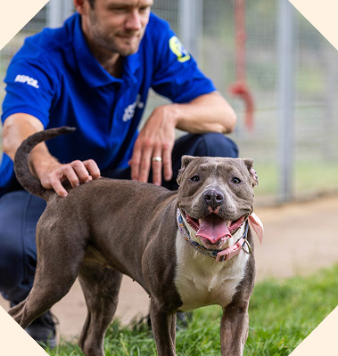 An RSPCA staff member petting Poppy, a staffy cross breed dog, who is happily looking at the camera.