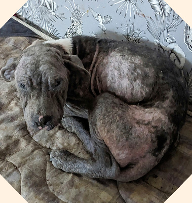 Poppy, a staffy cross breed dog laying down in a filthy bed. She's covered in scabs and is severely underweight.