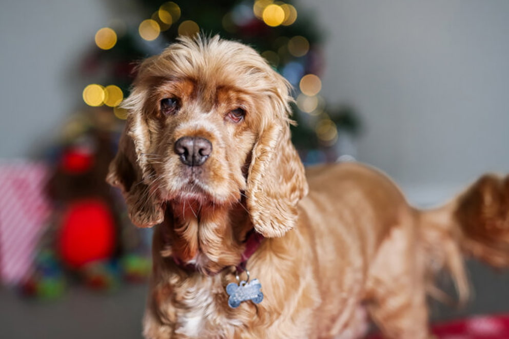 Betty, a golden cocker spaniel cross stood in her new home by the Christmas tree.