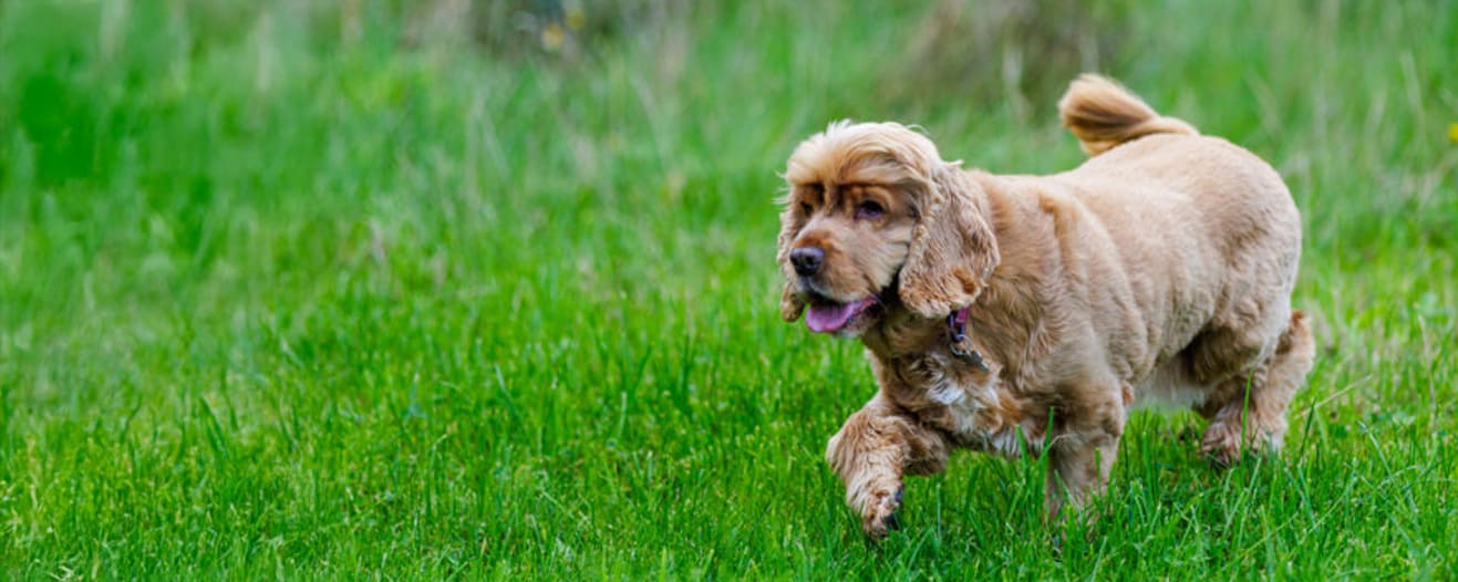 Betty, a golden cocker spaniel cross running through long green grass.