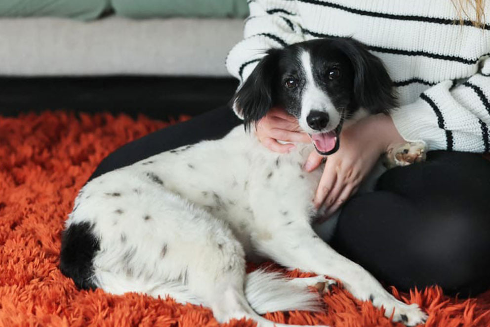 A black and white spaniel cross snuggled up next to her owner on a red fluffy rug.