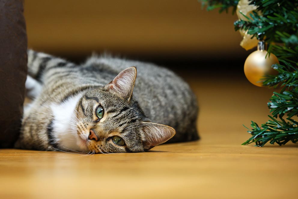 A tabby cat laying down on a light wood floor next to a Christmas tree.
