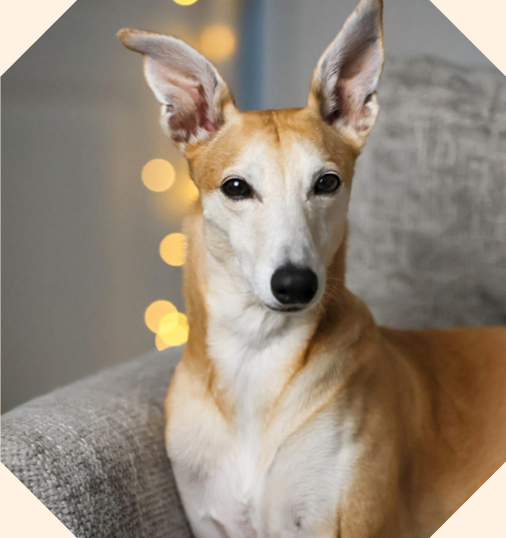 A golden and white lurcher cross dog sitting on a grey sofa.