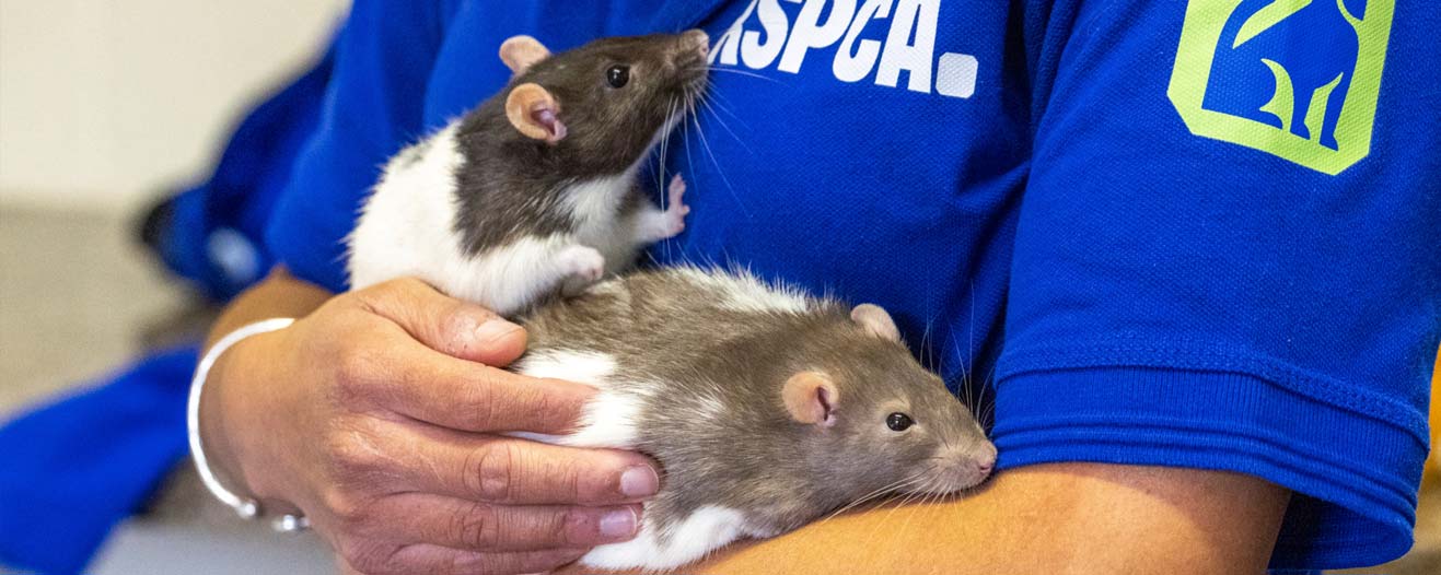 Animal care supervisor Erin Awon holding two domestic rats at RSPCA West Hatch Animal Centre.
