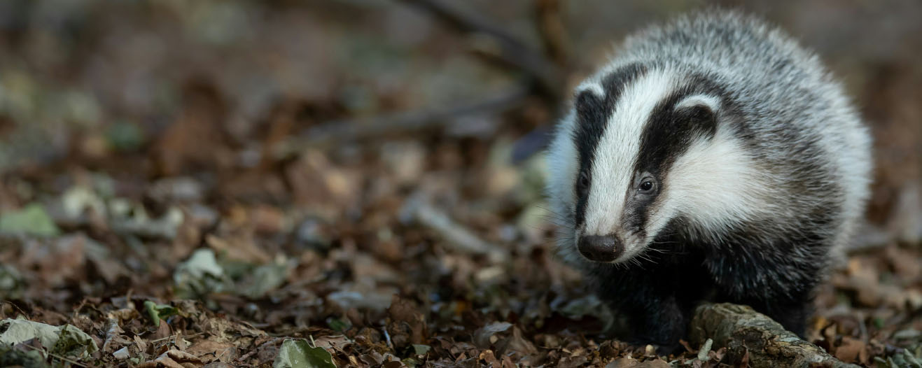 A badger standing next to twigs in the woodland.