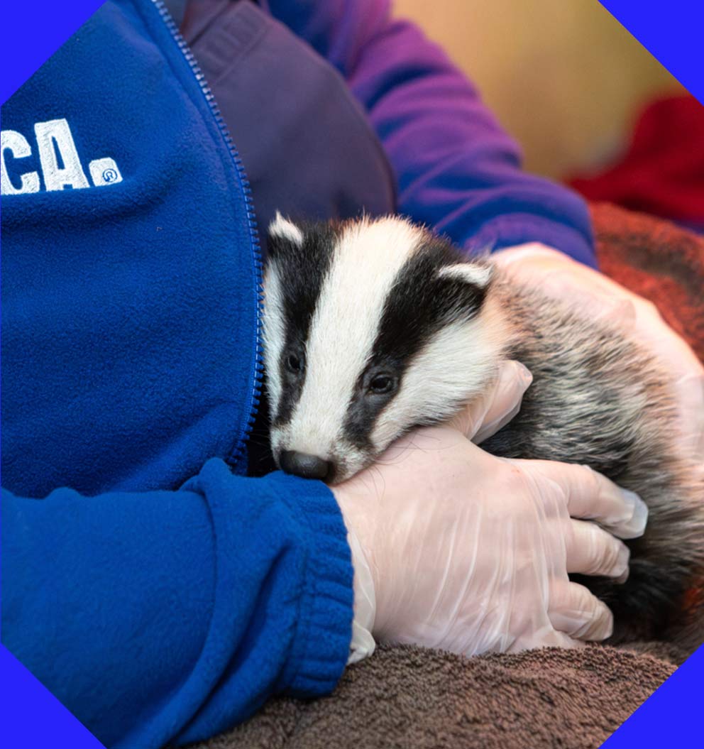 An RSPCA staff member cradling a young badger cub.