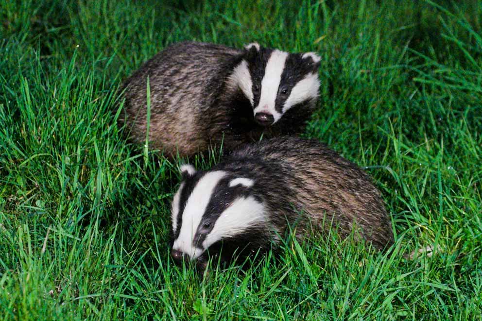 Two badgers out at night sat amongst long grass.