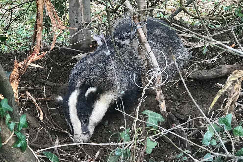 An injured badger caught in a wire snare.