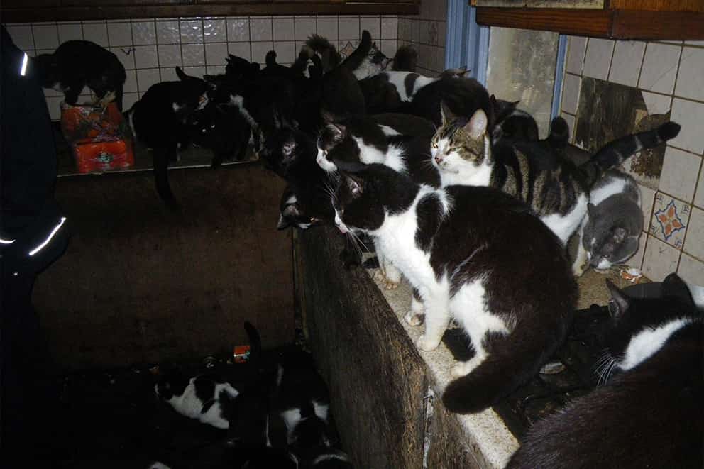 Many cats of varying colours on the countertops and floor of a filthy kitchen.
