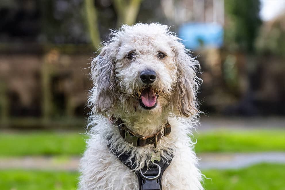 A close-up of Bramley, a large fluffy mixed breed dog wearing a black harness.