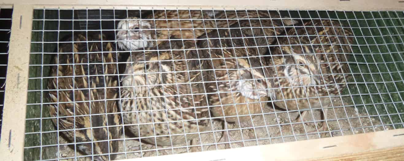 A row of six small birds living in a tiny, cramped pen.