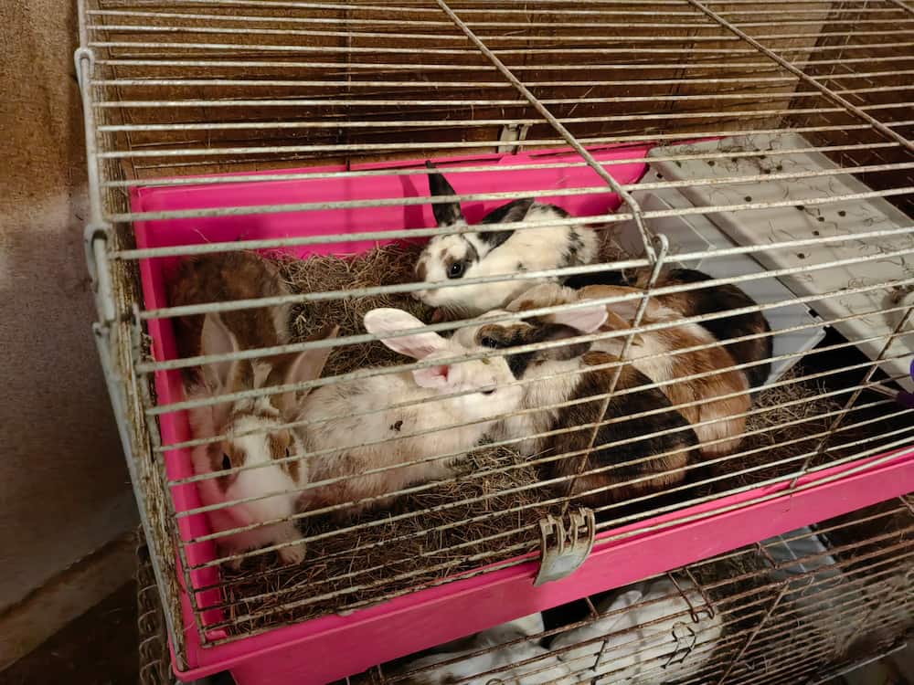 A small wire hutch housing six rabbits. They are dirty and living in cramped conditions.
