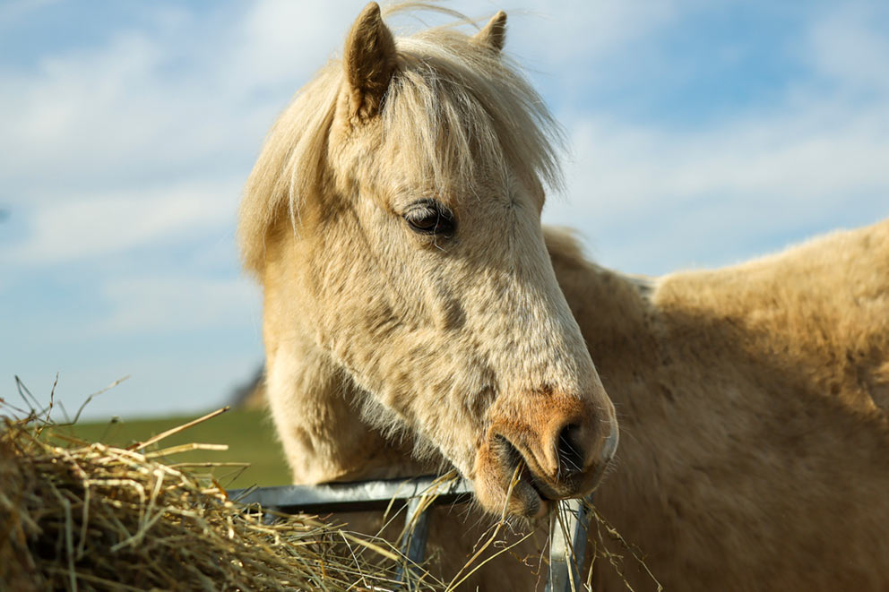 A fluffy cream-coloured horse eating hay in a field.