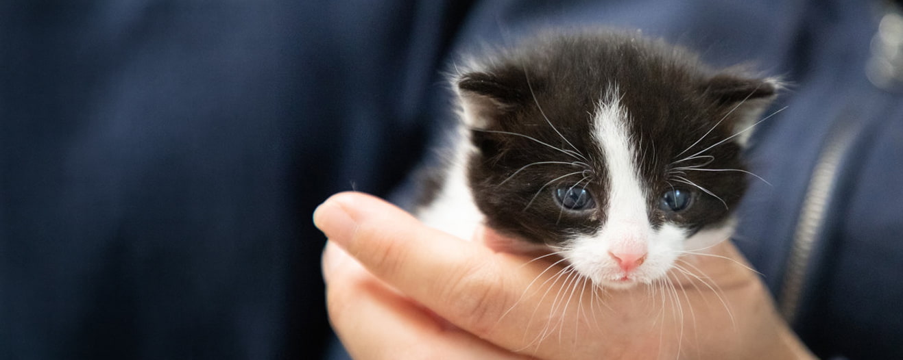 Tiny kitten in RSPCA staff's hands