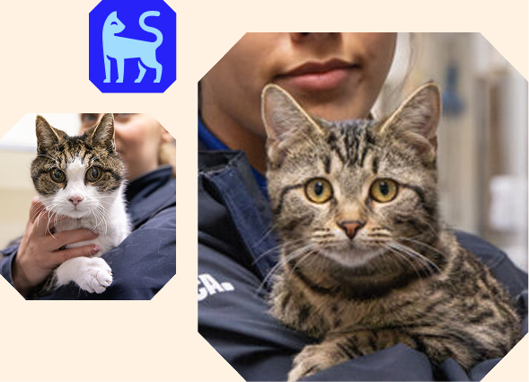 Montage of cats in Animal Rescue Officer's arms