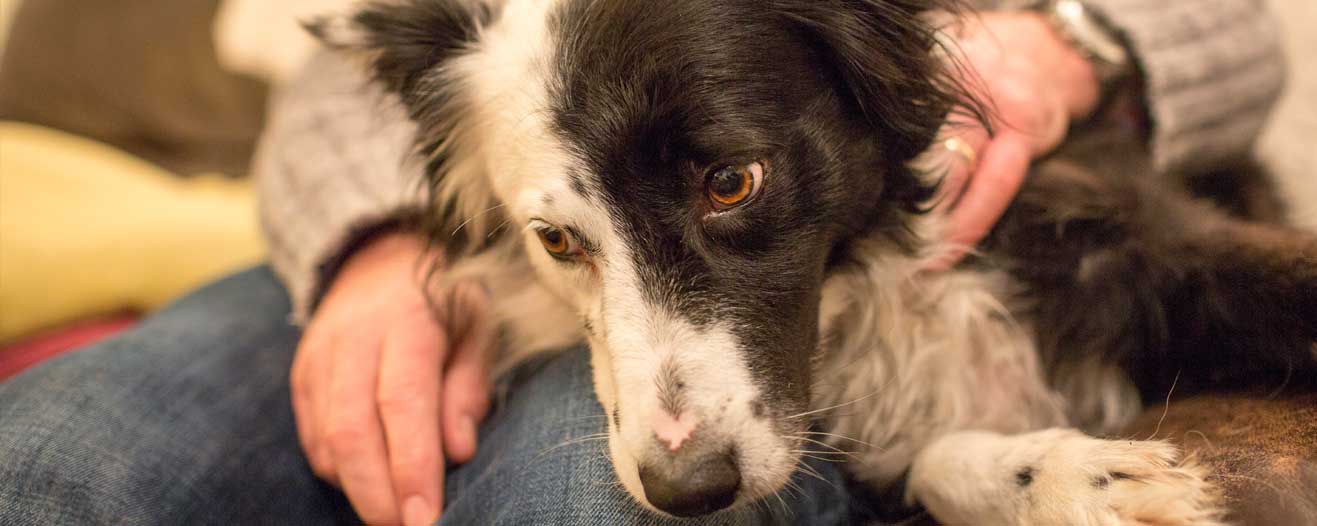 Border collie dog inside with their owner.