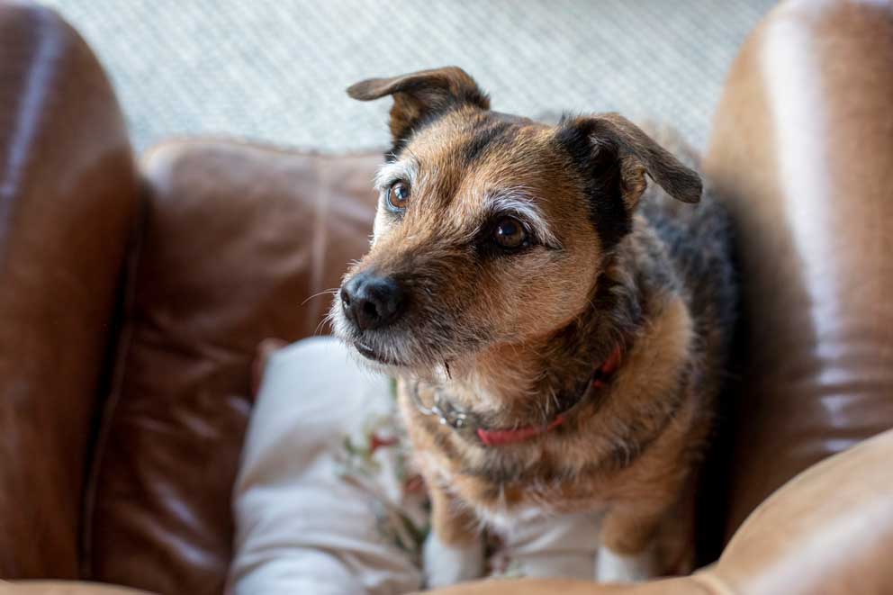An elderly terrier cross-type dog is sitting on an armchair.