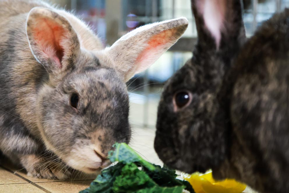 Two rabbits, one light mottled brown and one dark mottled brown, eating leafy greens.