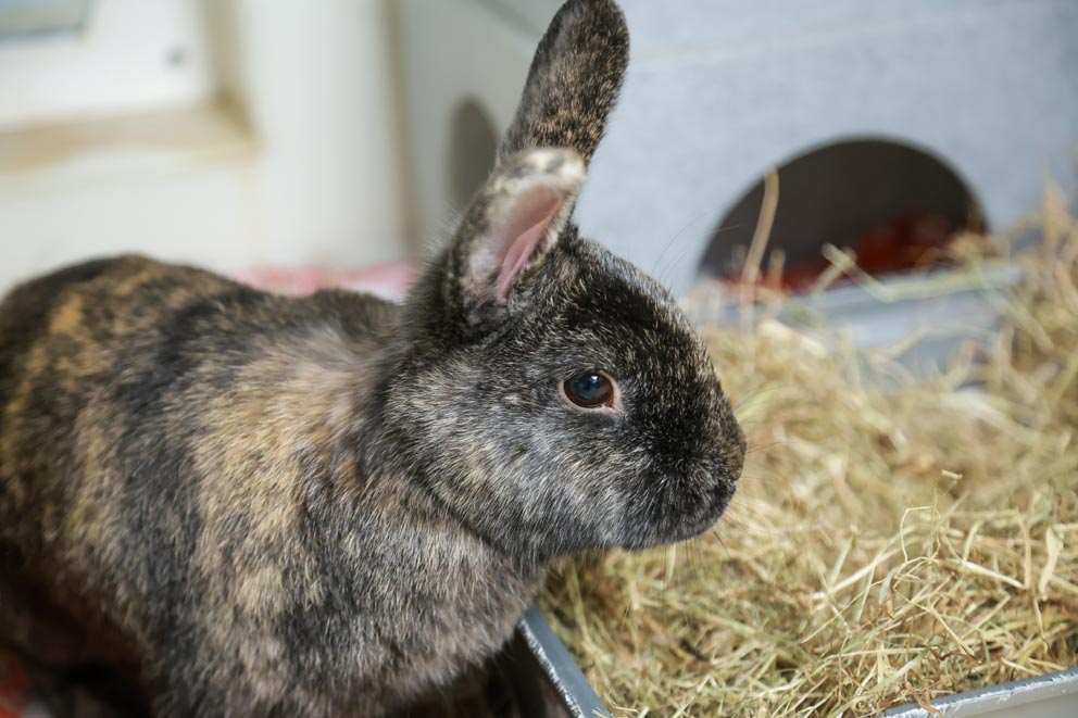 A large brown rabbit sitting amongst some hay in their hutch.