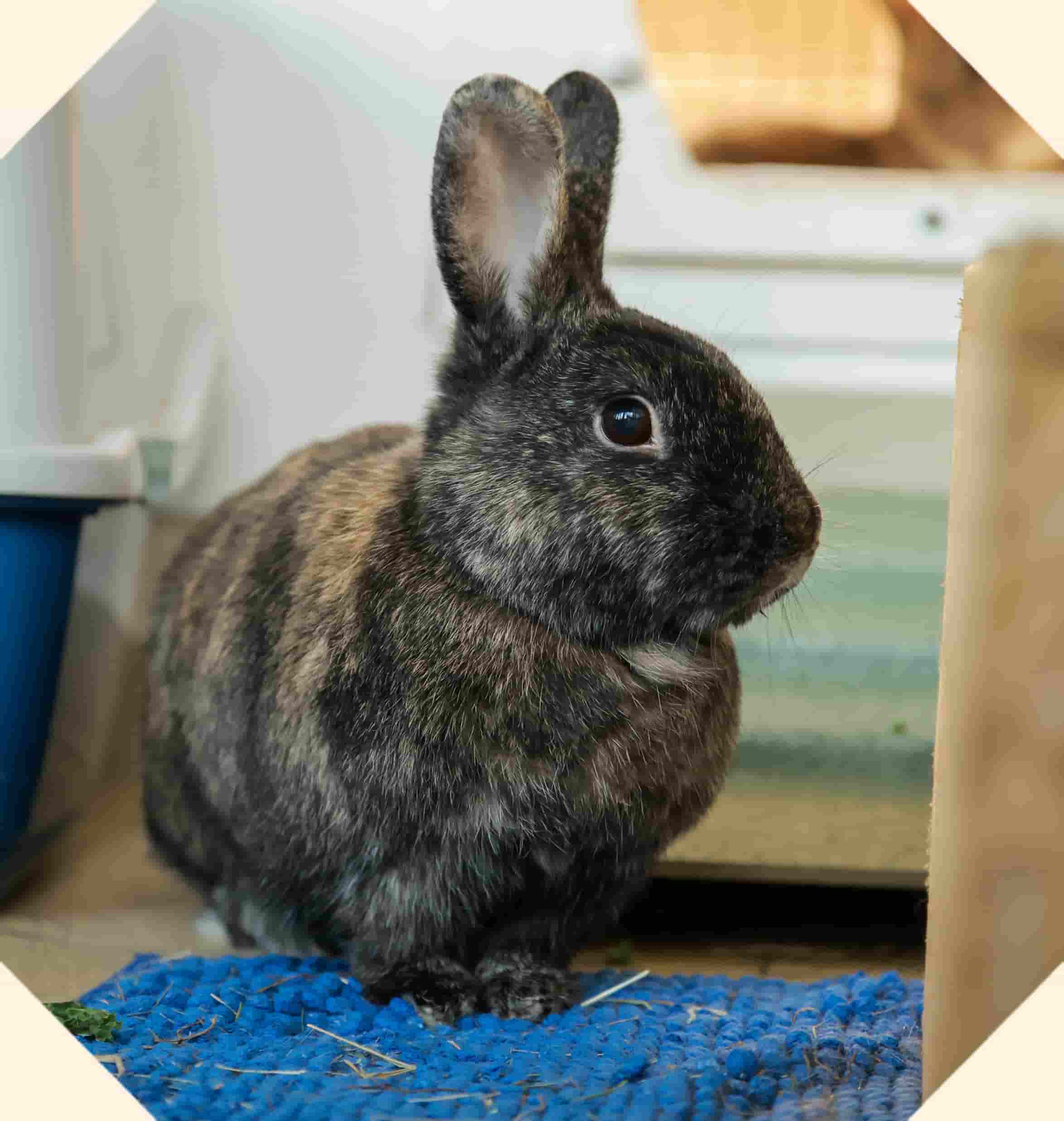 A large dark brown rabbit.