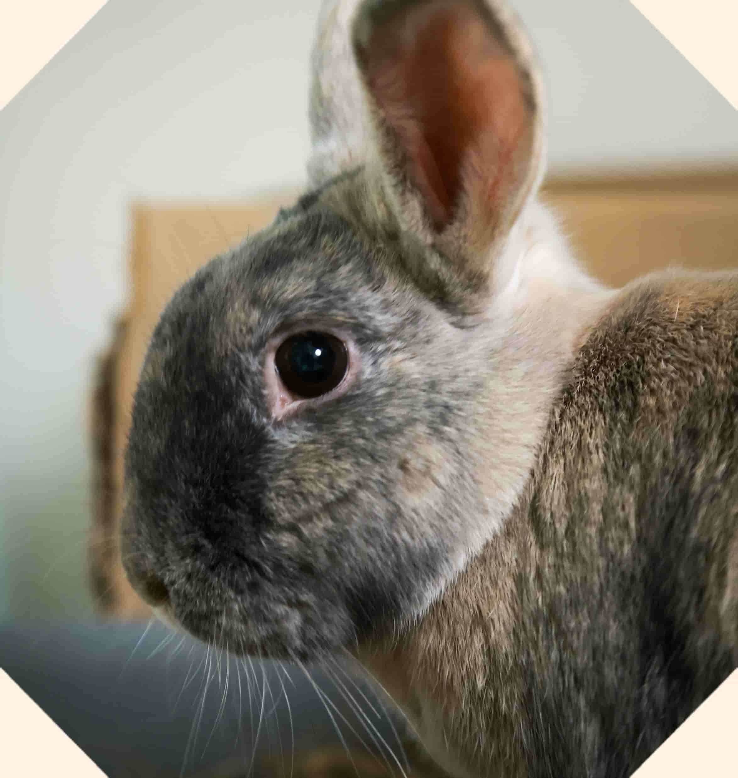 A large light brown and grey rabbit.