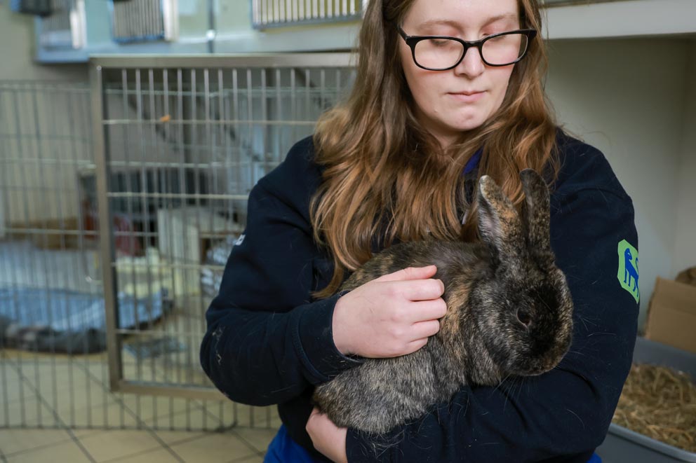 An RSPCA staff member holding a brown mottled colour rabbit.