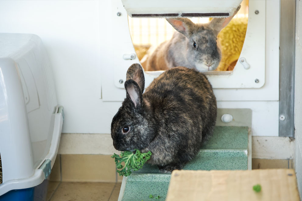 Two rabbits, one dark brown mottled eating a leafy green, and another light brown mottled rabbit jumping through a gap in their hutch.
