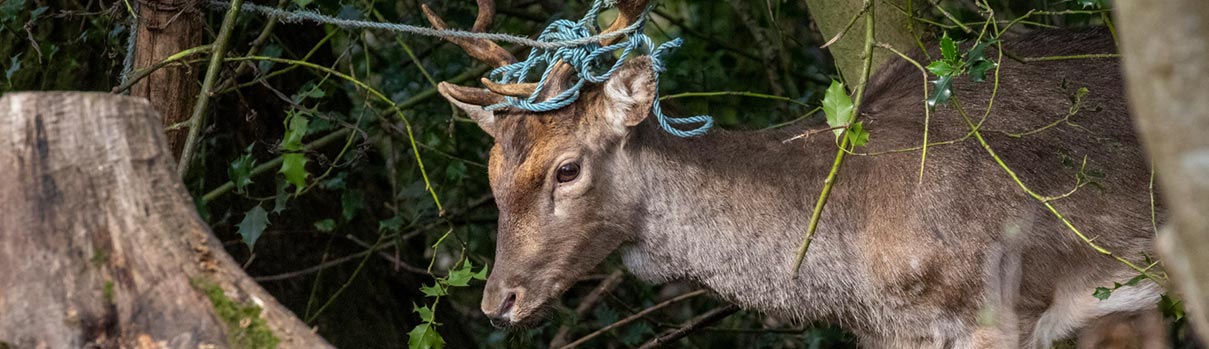 Deer tangled in rope